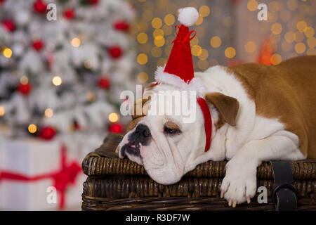 Hunderasse englische Bulldogge unter dem Weihnachten Tannenbaum sitzen auf Warenkorb in der Nähe präsentiert glücklich lächelnd. Stockfoto