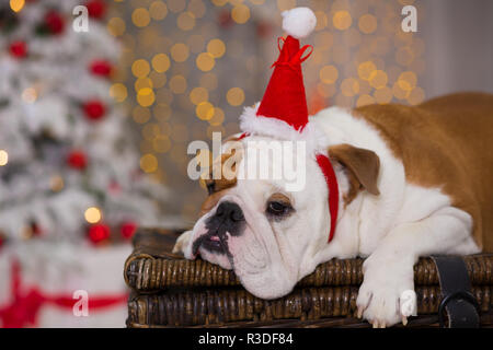 Hunderasse englische Bulldogge unter dem Weihnachten Tannenbaum sitzen auf Warenkorb in der Nähe präsentiert glücklich lächelnd. Stockfoto