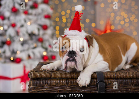 Hunderasse englische Bulldogge unter dem Weihnachten Tannenbaum sitzen auf Warenkorb in der Nähe präsentiert glücklich lächelnd. Stockfoto