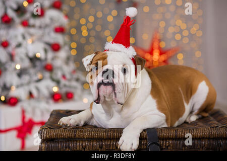 Hunderasse englische Bulldogge unter dem Weihnachten Tannenbaum sitzen auf Warenkorb in der Nähe präsentiert glücklich lächelnd. Stockfoto