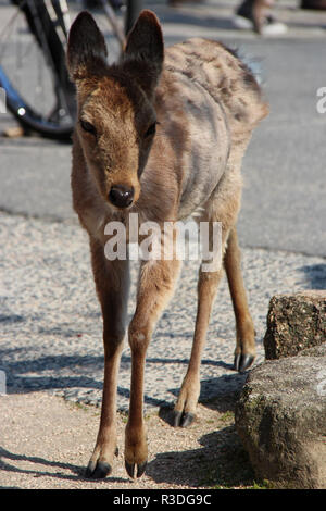 Hirsche in Miyajima (Japan). Stockfoto