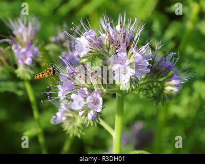 Blütenstand von Phacelia mit Flying bee Stockfoto