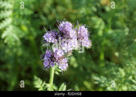 In der Nähe von Phacelia tanacetifolia auf dem Feld Stockfoto