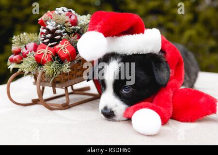 Lustige corgi Welpen Hund in Santa Hut Stockfoto