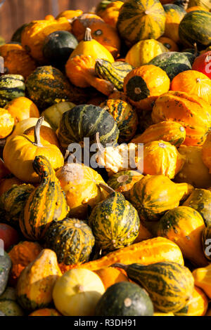 Dekoration mini Kürbis Kürbis Kürbis cucurbita Zierpflanzen Squash Stockfoto