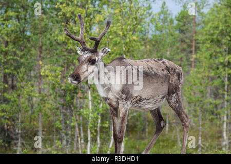 Rentier Hirsch mit außergewöhnlich lange Geweih Stockfoto