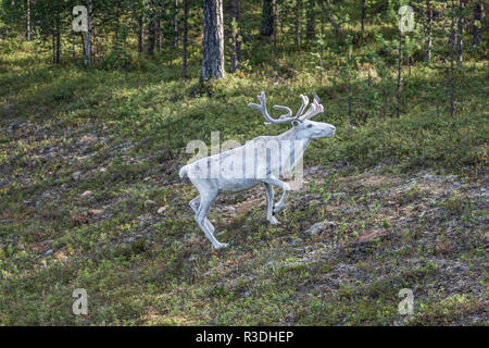 Rentier Hirsch mit außergewöhnlich lange Geweih Stockfoto