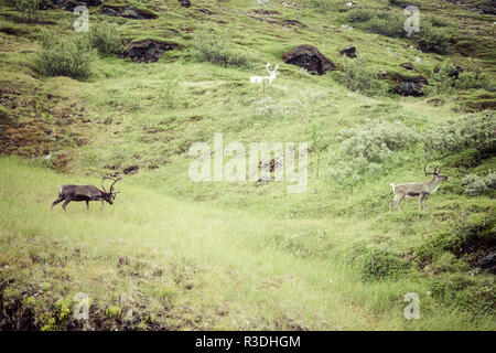 Rentier Hirsch mit außergewöhnlich lange Geweih Stockfoto