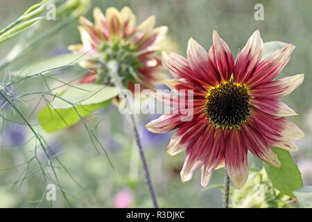 Helianthus Annuus Ruby eclipse Stockfoto