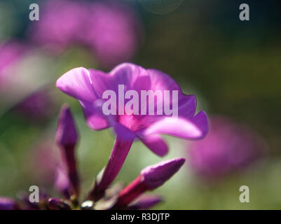 Petunien Blume im Garten, Makro, Russland Stockfoto