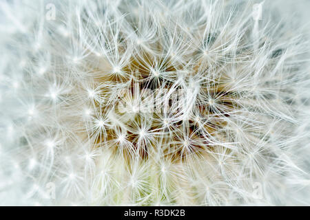 Nahaufnahme von der Außenseite der Löwenzahn (Taraxacum officinale) Samen Kopf, Detail der gefiederten Enden zu den Samen. Stockfoto