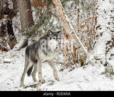 Tundra Wolf zu Fuß durch Birken 4 Stockfoto