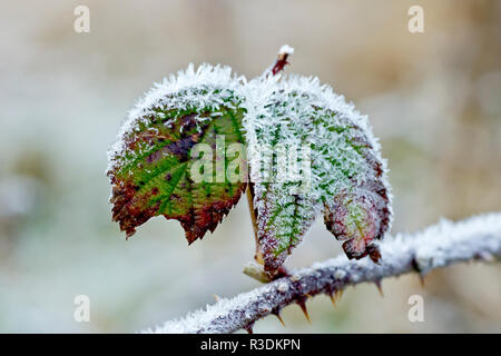 Dornbusch oder Blackberry (rubus fruticosus) Blätter in einem leichten Frost nach einer Nacht unter Null fallen gelassen. Stockfoto