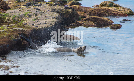 California Sea Lion taucht in den Pazifik von einem Felsvorsprung Stockfoto