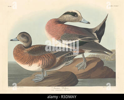 Amerikanische Pfeifente. Stand: 1836. Medium: Handcolorierte Radierung und Aquatinta auf Whatman Papier. Museum: Nationalgalerie, Washington DC. Autor: Robert Havell nach John James Audubon. AUDUBON, John James. Stockfoto