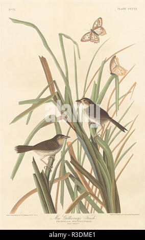 MacGillivray's Finch. Stand: 1837. Medium: Handcolorierte Radierung und Aquatinta auf Whatman Papier. Museum: Nationalgalerie, Washington DC. Autor: Robert Havell nach John James Audubon. AUDUBON, John James. Stockfoto