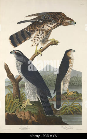 Habicht und Stanley Hawk. Stand: 1832. Abmessungen: Platte: 96,5 x 64,1 cm (38 x 25 1/4 in.) Blatt: 99,7 x 67,3 cm (39 1/4 x 26 1/2 in.). Medium: Handcolorierte Radierung und Aquatinta auf Whatman Papier. Museum: Nationalgalerie, Washington DC. Autor: Robert Havell nach John James Audubon. AUDUBON, John James. Stockfoto