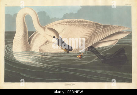 Trumpeter Swan. Stand: 1838. Abmessungen: Platte: 64,1 x 98,7 cm (25 1/4 x 38 7/8 in.) Blatt: 67,3 x 99,4 cm (26 1/2 x 39 1/8 in.). Medium: Handcolorierte Kupferstich und Aquatinta auf Whatman webte Papier. Museum: Nationalgalerie, Washington DC. Autor: Robert Havell nach John James Audubon. AUDUBON, John James. Stockfoto