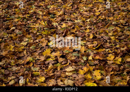 Schön bunten Herbst Blätter auf dem Boden Hintergrund Stockfoto