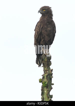 Einem braunen Schlangenadler (Circaetus cinereus) auf einem bequemen Zander auf eine Euphorbia Kandelaber Anlage. Queen Elizabeth National Park, Uganda. Stockfoto