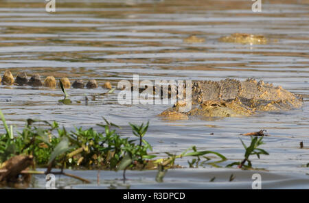 Ein Nilkrokodil (Crocodylus niloticus) liegt im flachen Wasser am Rand des Kazinga Kanal zwischen Lake George und Lake Edward. Queen Eliz Stockfoto