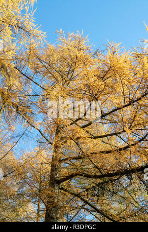 Larix decidua. Europäische Lärche Bäume im Herbst Stockfoto