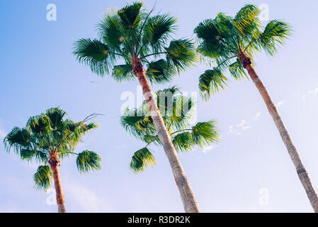 Tropischen Palmen in einer Ecke mit blauem Himmel Hintergrund Stockfoto