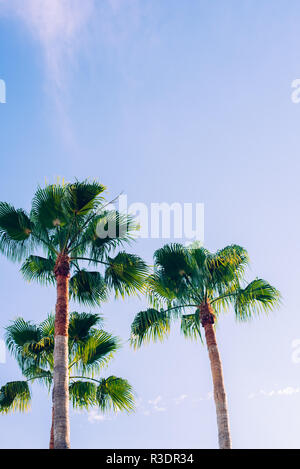Tropischen Palmen in einer Ecke mit blauem Himmel Hintergrund Stockfoto