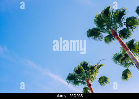 Tropischen Palmen in einer Ecke mit blauem Himmel Hintergrund Stockfoto