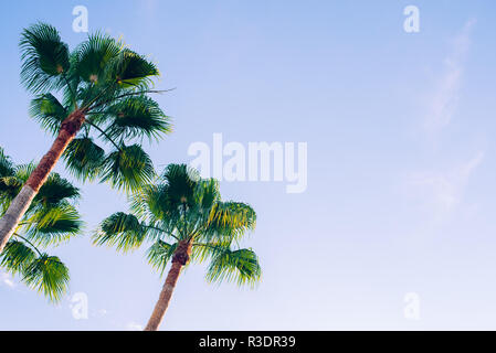 Tropischen Palmen in einer Ecke mit blauem Himmel Hintergrund Stockfoto