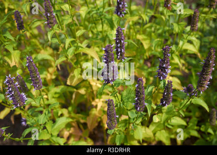 Agastache rugosa in voller Blüte Stockfoto