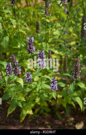 Agastache rugosa in voller Blüte Stockfoto