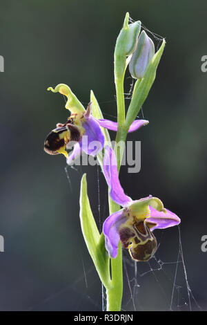 Portrait von Bienen-ragwurz in Blüte. Dorset, UK Juni Stockfoto