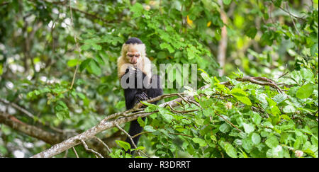 Geoffroy's Tamarin (Saguinus geoffroyi). Ein kleiner Affe in Panama. Ein black&white Monkey mit rötlichen Nacken, dieser in seinem zu Hause im Wald. Stockfoto