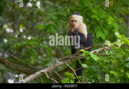 Geoffroy's Tamarin (Saguinus geoffroyi). Ein kleiner Affe in Panama. Ein black&white Monkey mit rötlichen Nacken, dieser in seinem zu Hause im Wald. Stockfoto