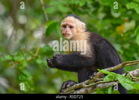 Geoffroy's Tamarin (Saguinus geoffroyi). Ein kleiner Affe in Panama. Ein black&white Monkey mit rötlichen Nacken, dieser in seinem zu Hause im Wald. Stockfoto