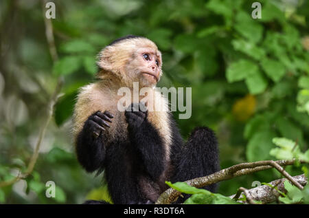 Geoffroy's Tamarin (Saguinus geoffroyi). Ein kleiner Affe in Panama. Ein black&white Monkey mit rötlichen Nacken, dieser in seinem zu Hause im Wald. Stockfoto