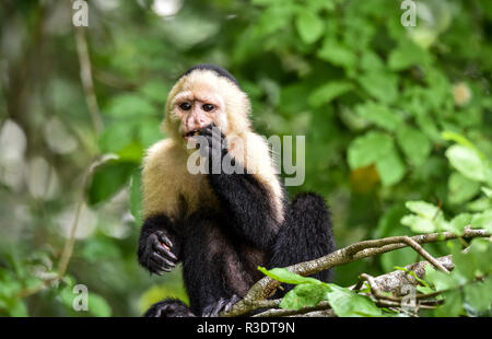 Geoffroy's Tamarin (Saguinus geoffroyi). Ein kleiner Affe in Panama. Ein black&white Monkey mit rötlichen Nacken, dieser in seinem zu Hause im Wald. Stockfoto