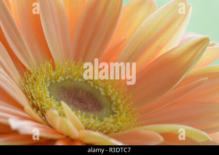 Nahaufnahme einer schönen Pfirsich - Farbe gerbera Daisy; weiches Licht und Farben, scharfen Details von der Mitte der Blüte Stockfoto