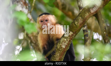 Geoffroy's Tamarin (Saguinus geoffroyi). Ein kleiner Affe in Panama. Ein black&white Monkey mit rötlichen Nacken, dieser in seinem zu Hause im Wald. Stockfoto