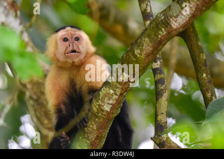 Geoffroy's Tamarin (Saguinus geoffroyi). Ein kleiner Affe in Panama. Ein black&white Monkey mit rötlichen Nacken, dieser in seinem zu Hause im Wald. Stockfoto