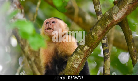 Geoffroy's Tamarin (Saguinus geoffroyi). Ein kleiner Affe in Panama. Ein black&white Monkey mit rötlichen Nacken, dieser in seinem zu Hause im Wald. Stockfoto