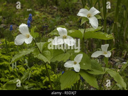 Großblütige Trillium, Trillium grandiflorum, in der Blume im Garten. Aus dem östlichen Nordamerika. Stockfoto