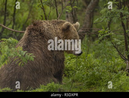 Europäische Braunbär, Ursus arctos arctos, in boreral Waldland, nördlichen Skandinavien. Stockfoto