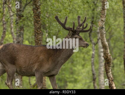 Rotwild, Cervus elaphus, Hirsch in borealen Wäldern, Norden Norwegens. Stockfoto