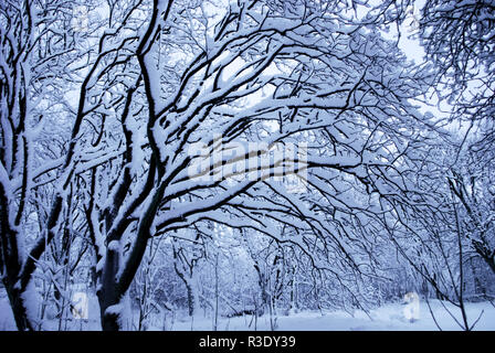 Winterwunderland mit Schneehaufen in Slottskogen, Göteborg, Schweden Stockfoto