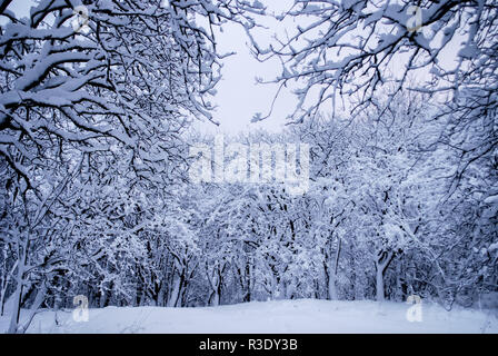 Winterwunderland mit Schneehaufen in Slottskogen, Göteborg, Schweden Stockfoto