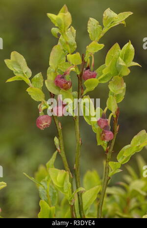 Heidelbeeren, Vaccinium myrtillus, in Blüte im Frühjahr. Stockfoto