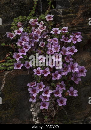 Lila, steinbrech Saxifraga oppositifolia in Blüte auf feuchten Felsen, Abisko, arktischen Schweden. Stockfoto