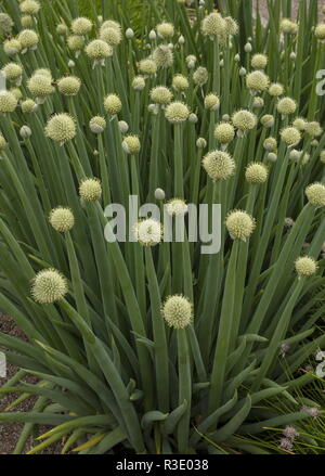 Japanische ballungen Zwiebel oder Frühling Zwiebel, Allium fistulosum in Blume im Garten. Stockfoto